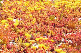 The City of Campbell River Green Roof