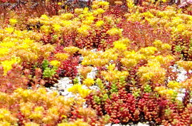 The City of Campbell River Green Roof