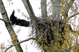 Eagle Tree in Campbell River