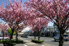 Campbell River Spring