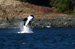 Whale Watching with Painters