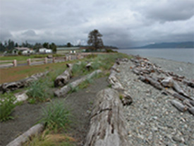 Soft shore rehabilitation at Dick Murphy Park: