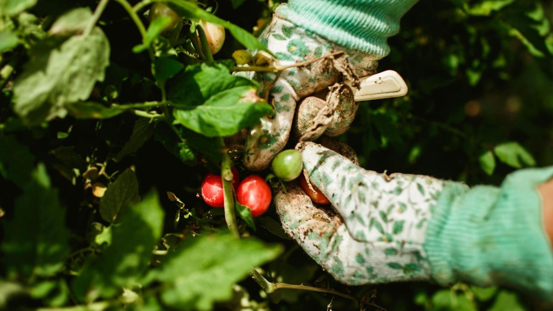 a gardener tending to a tomato plant