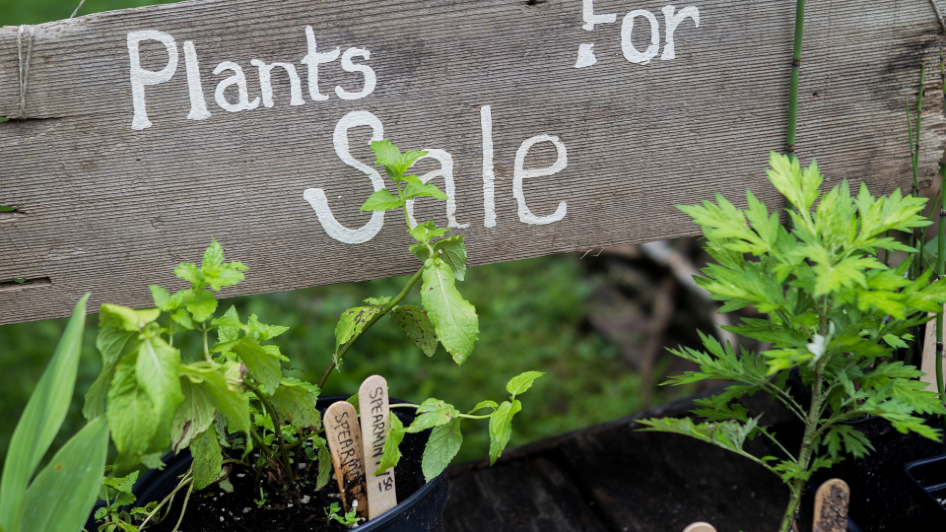 Sign with Plants For Sale with seedlings underneath. 