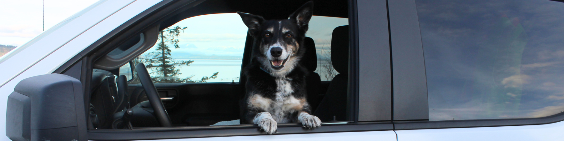 Dog in window of a car