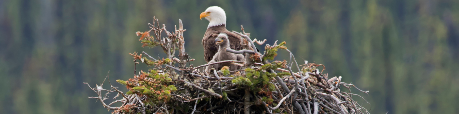 An adult and baby bald eagle in a nest on top of a tree