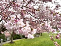 Close-up of pink blossoms blooming on a cherry tree on the front lawn of City Hall.